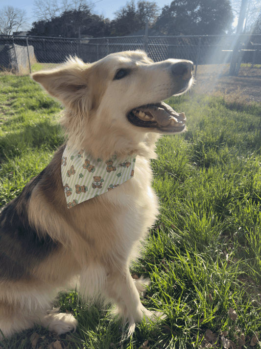 Teddy Bear St. Patrick's Day Bandana
