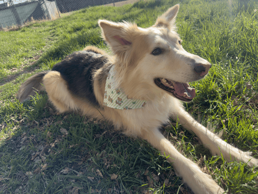 Teddy Bear St. Patrick's Day Bandana