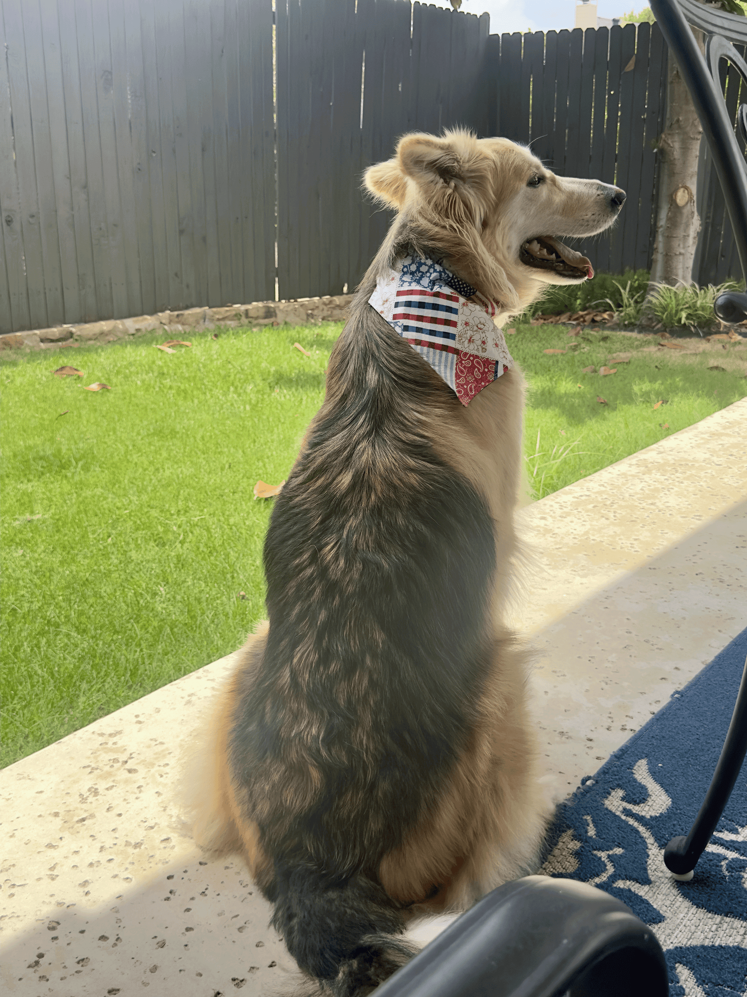 Patriotic Pups