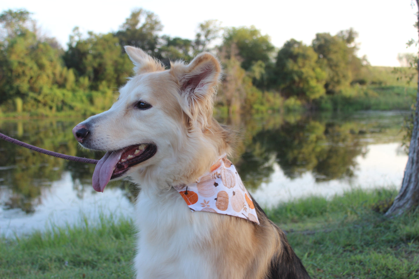 Pumpkin Patch Pup Dog Bandana