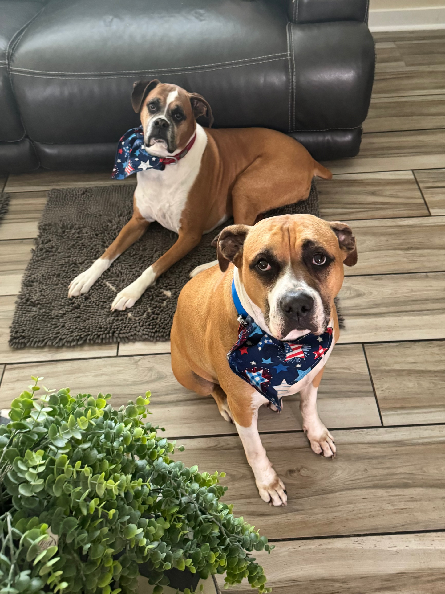 Star Spangled Classic Reversible Bandana
