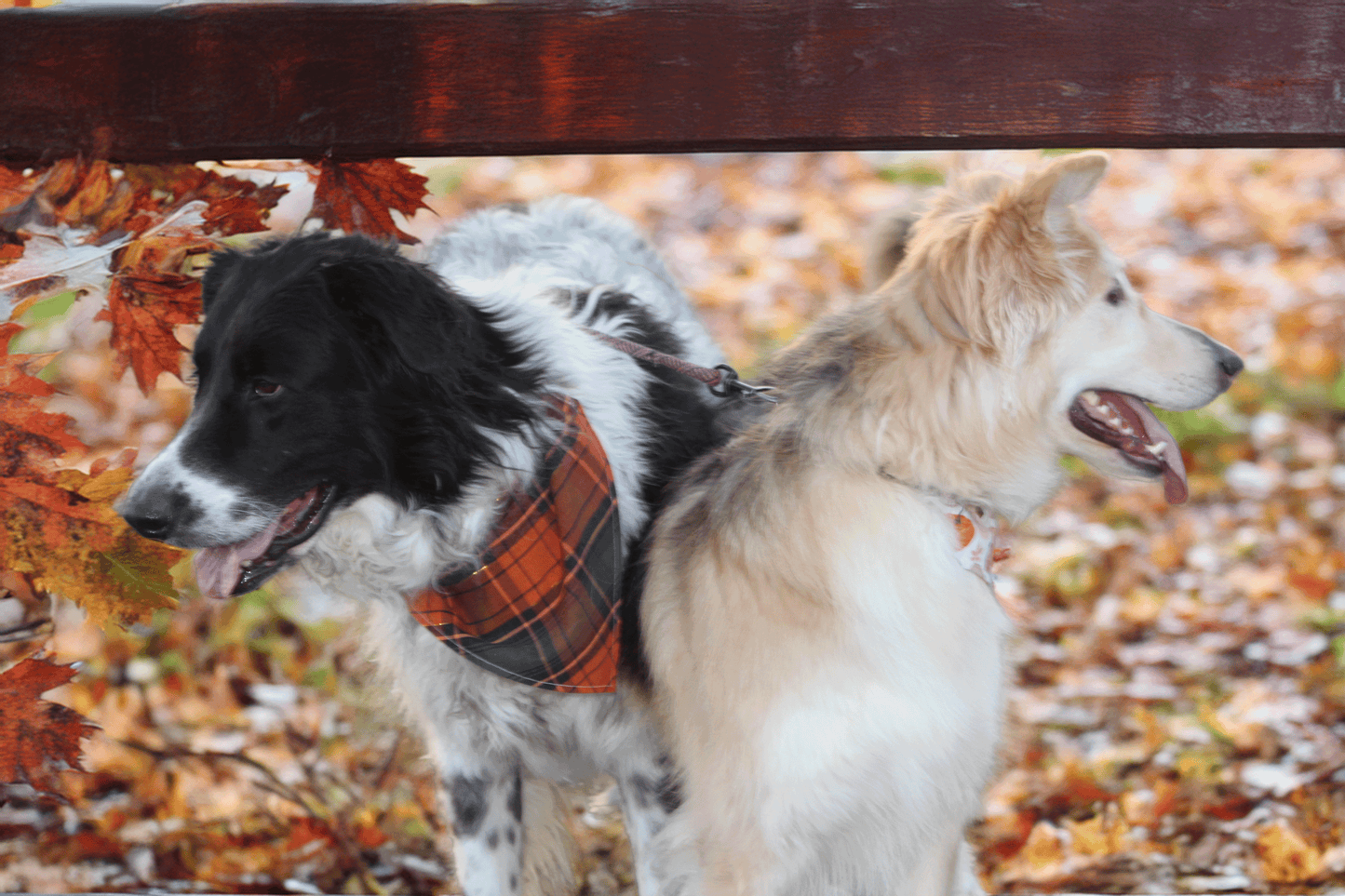 Harvest Plaid Dog Bandana
