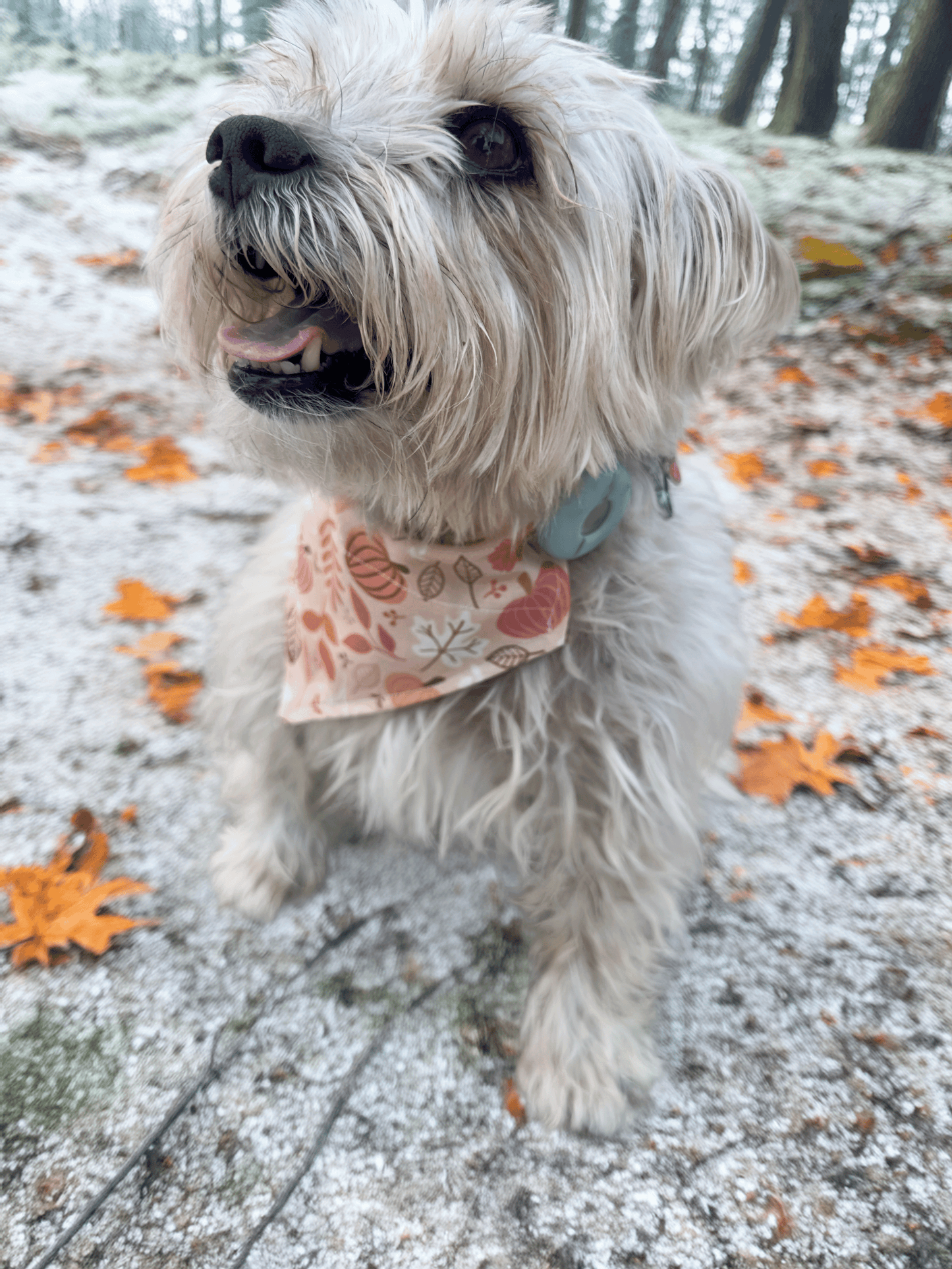 Pumpkin Parade Pup Dog Bandana