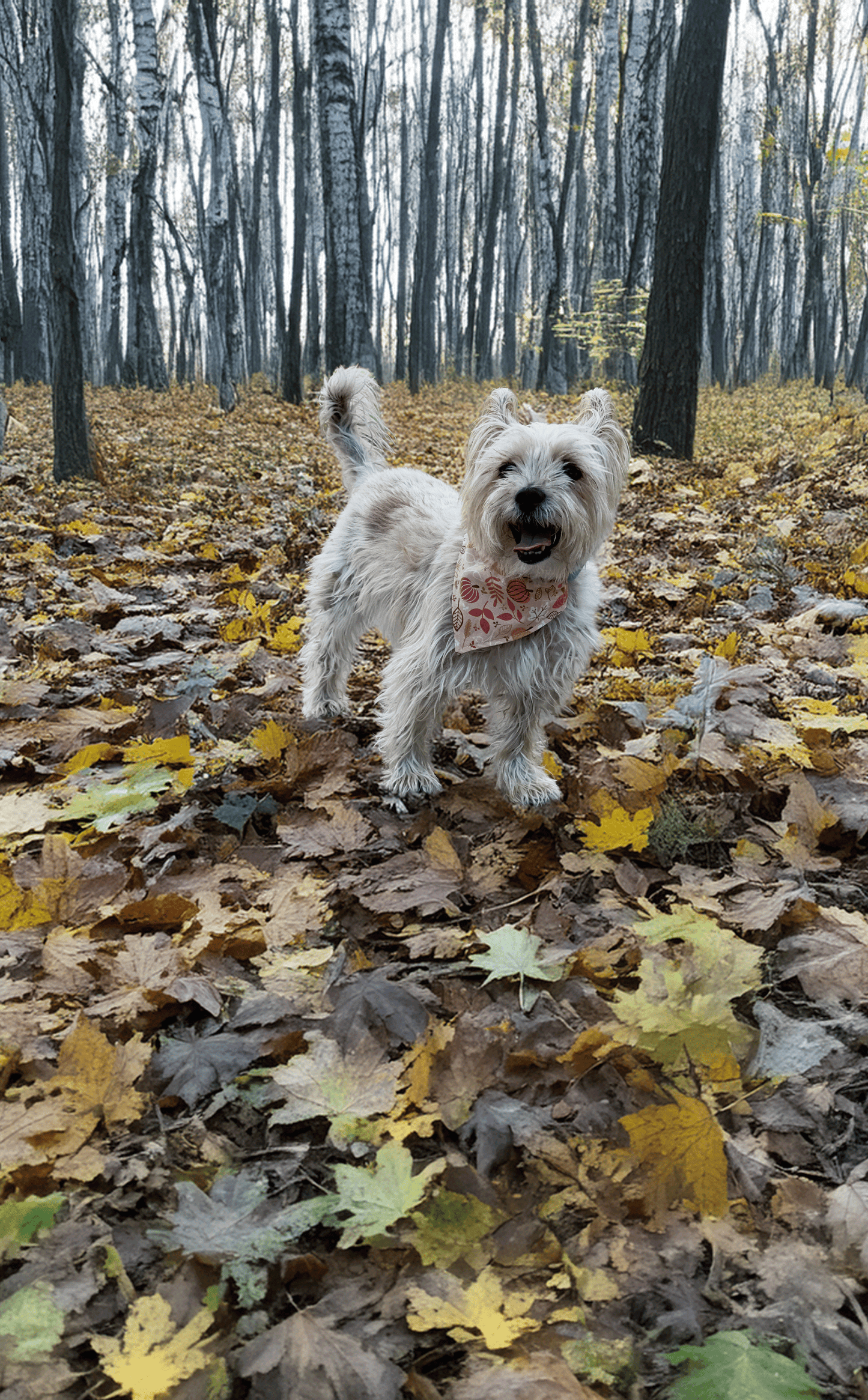 Pumpkin Parade Pup Dog Bandana
