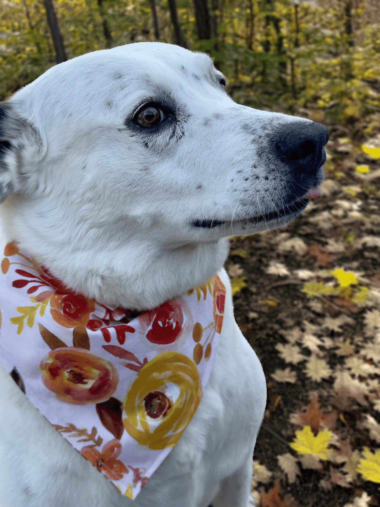 Golden Bloom Pup Bandana