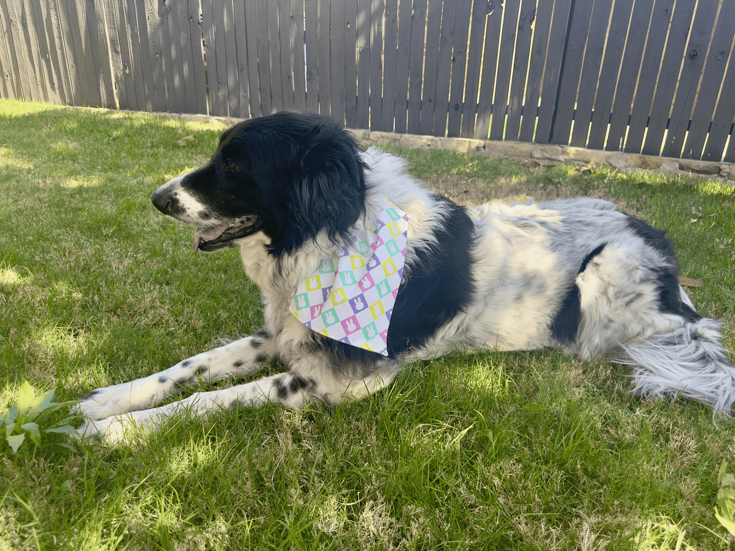 Checkered Bunny and Easter Plaid- Reversible Dog Bandana