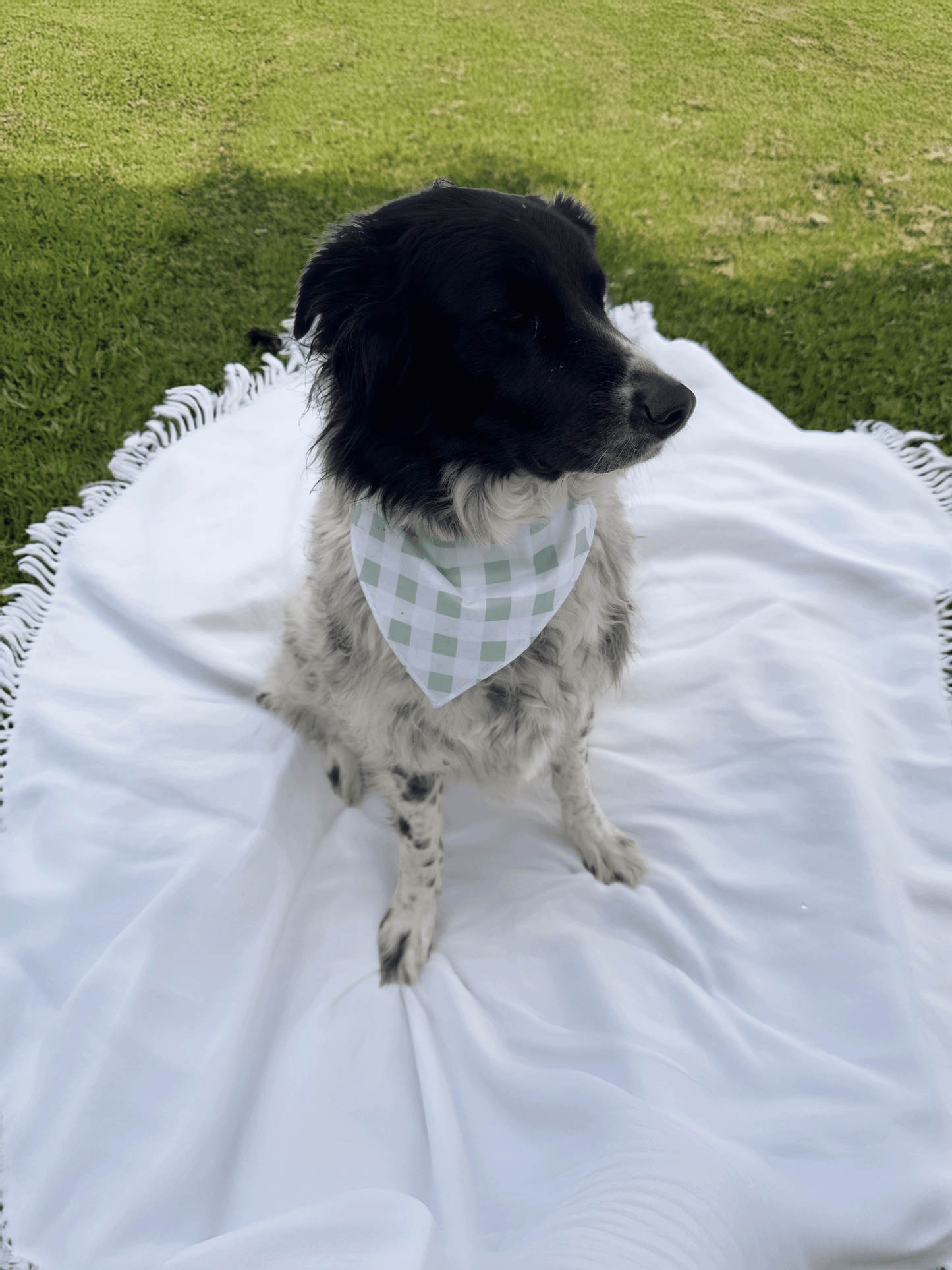 Green Gingham & Pinecone Print Reversible Dog Bandana