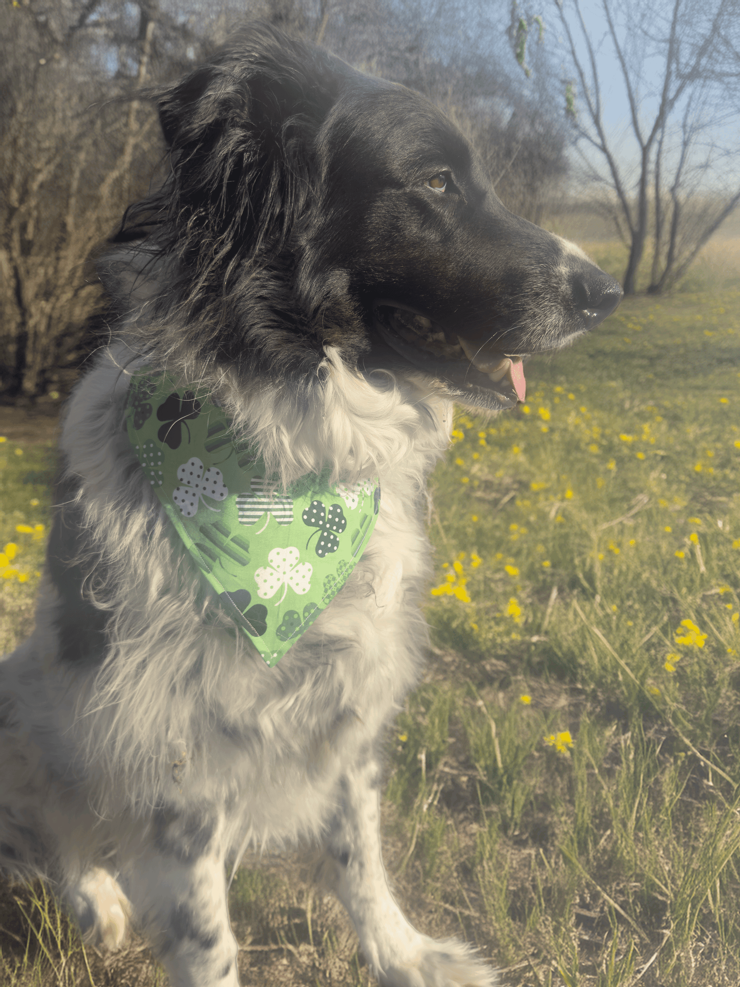 Shamrock Dog Bandana