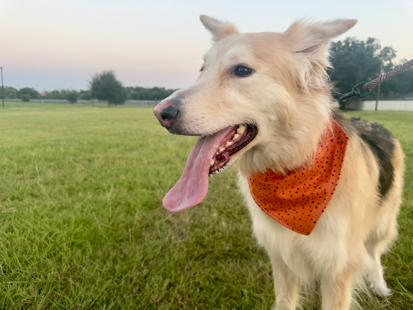 Spiced Dot Pup Dog Bandana