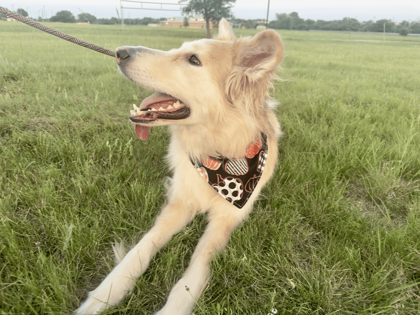 Polka Plaid Pumpkins Dog Bandana, Reversible