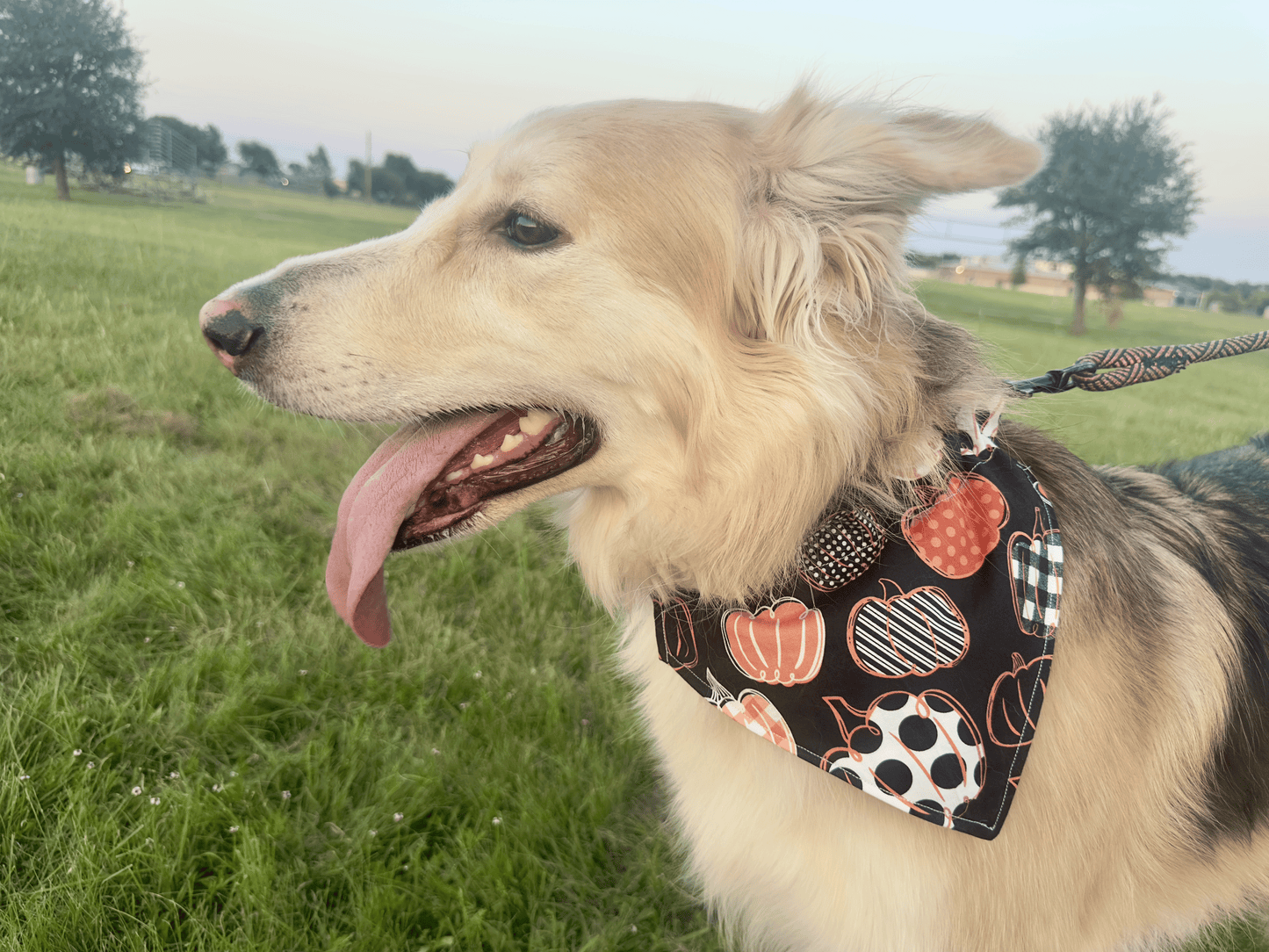 Polka Plaid Pumpkins Dog Bandana, Reversible