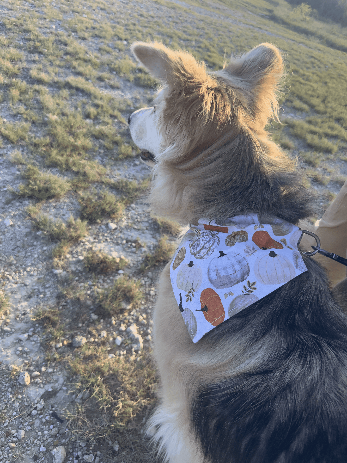 Pumpkin Patch Pup Dog Bandana
