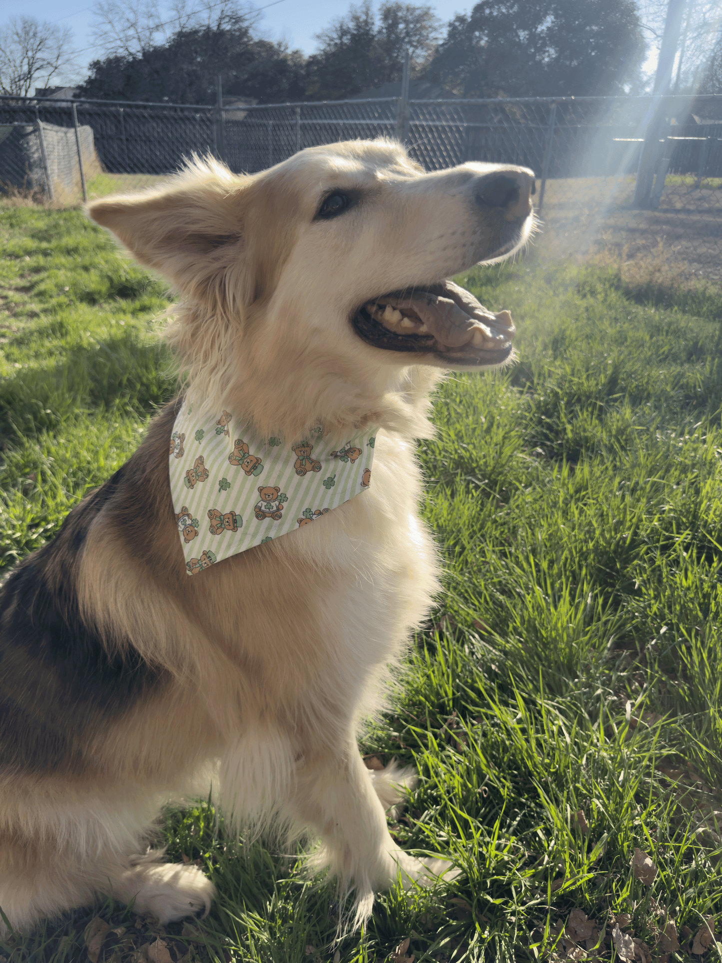 Teddy Bear St. Patrick's Day Bandana
