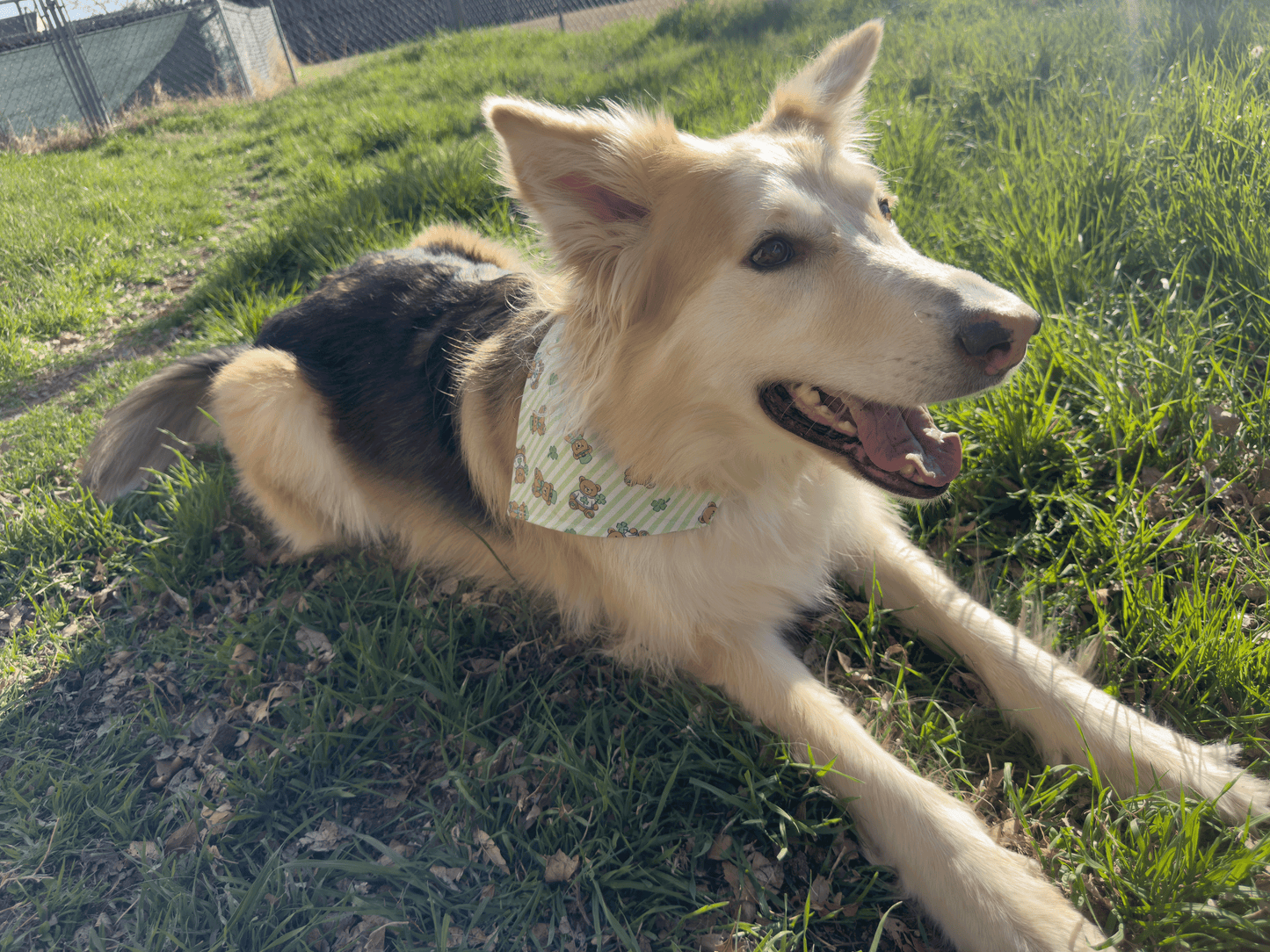 Teddy Bear St. Patrick's Day Bandana